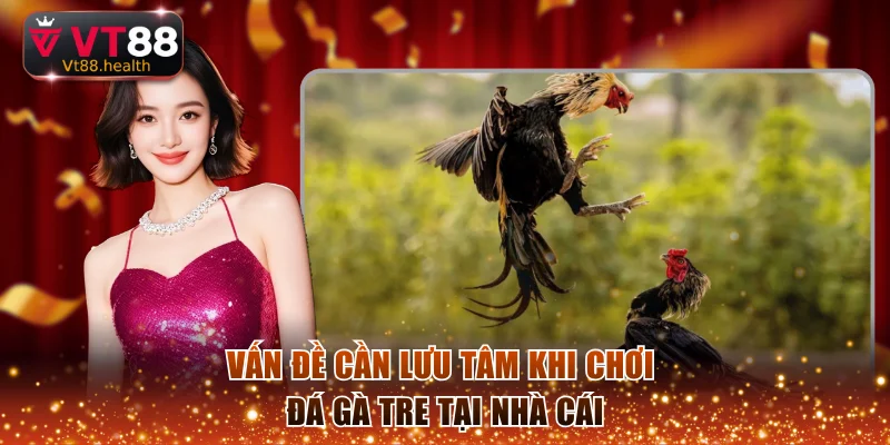 Vấn đề cần lưu tâm khi chơi đá gà tre tại nhà cái